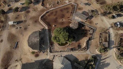 Alpacas Farm Stock Footage 115986114