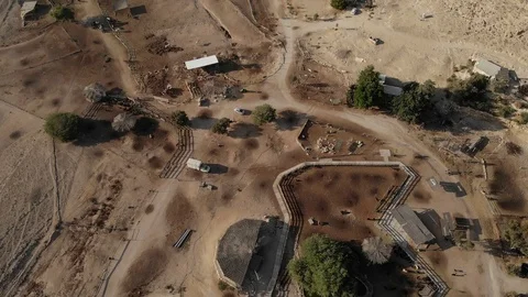 Alpacas Farm Stock Footage 115986212