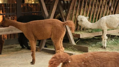Alpacas on the farm. Stock Footage 201651410