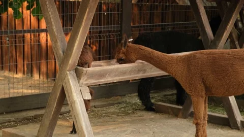 Alpacas on the farm. Stock Footage 231245643