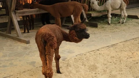 Alpacas on the farm. Video stock 231245815