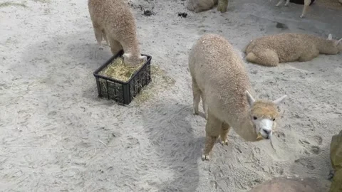 Alpacas on the farm Stock Footage 284441872