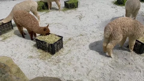 Alpacas on the farm Stock Footage 285315165