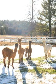 Alpacas on a farm Stock Photos