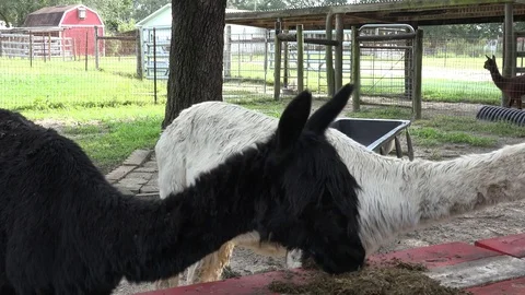 Alpacas feeding Stock Footage