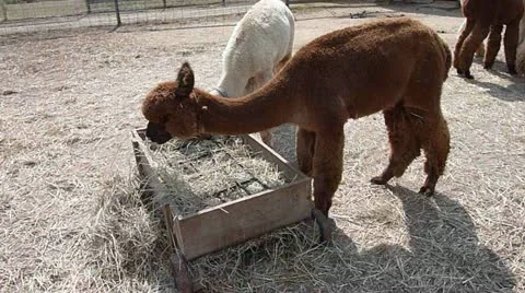 Alpacas Feeding on Hay Stock Footage 12161241