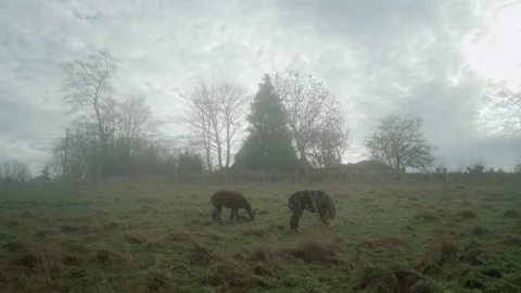 Alpacas feeding on misty field Stock Footage 168748353