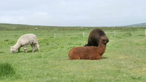 Alpacas in Field Video stock 243442702