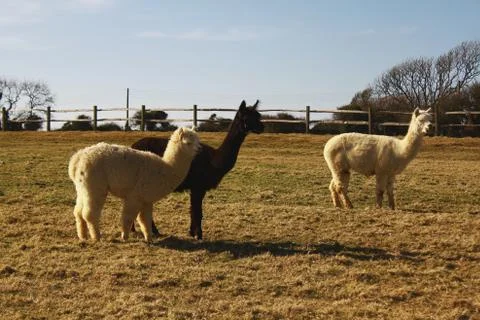 Alpacas in a Field Foto stock
