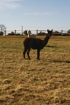 Alpacas in a Field Foto stock