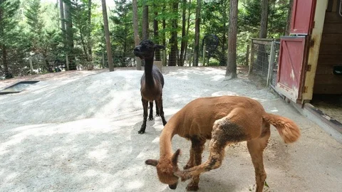 Alpacas Video stock 125856382