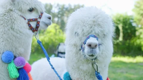 Alpacas Stock Footage 134421558