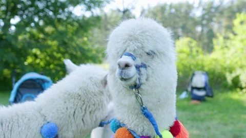 Alpacas Stock Footage 134421587