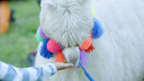 Alpacas Stock Footage 134421607