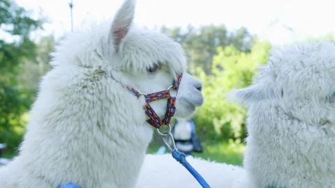 Alpacas Stock Footage 134421626