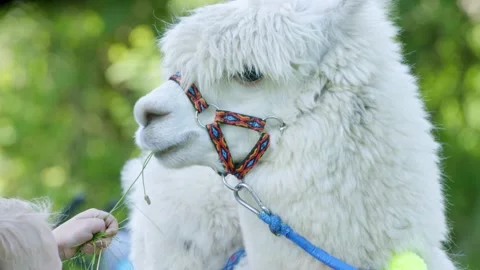 Alpacas Stock Footage 134421662