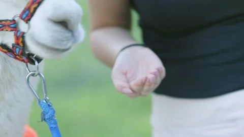 Alpacas Stock Footage 134421753