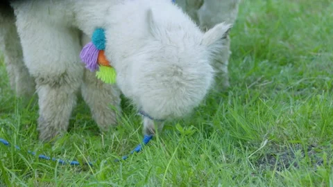 Alpacas Stock Footage 134421782