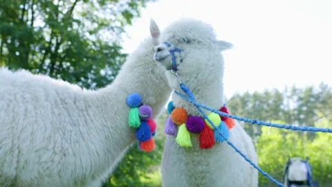 Alpacas Video stock 134421875