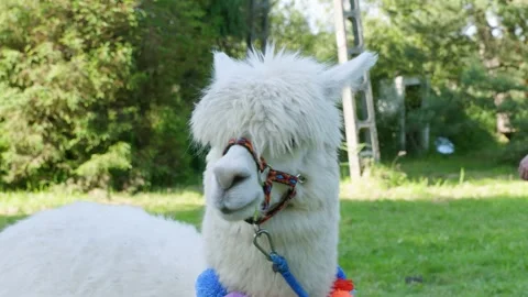 Alpacas Stock Footage 134421953