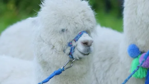 Alpacas Stock Footage 134421969