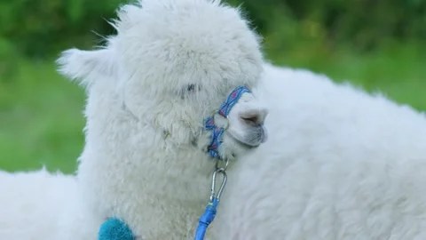 Alpacas Video stock 134422130