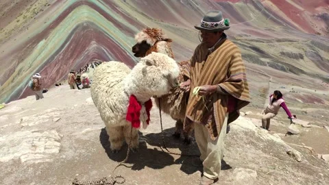 Alpacas getting fed by owner at the coloured mountains near Cusco, Peru. 動画素材 288621468