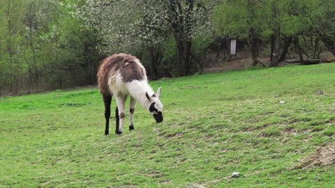 Alpacas graze in the field Stock Footage 188309999