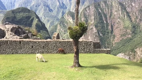 Alpacas Graze in Machu Picchu 動画素材 149015073