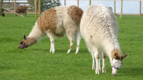 Alpacas grazing on green field Stock Footage 84479245
