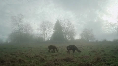 Alpacas grazing on green field surrounded by mist Stock Footage 168748667