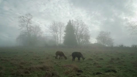 Alpacas grazing on misty field Stock Footage 168748583