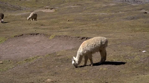 Alpacas grazing in mountains Stock Footage 94899306
