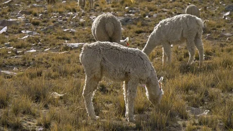 Alpacas grazing in mountains Stock Footage 94901766