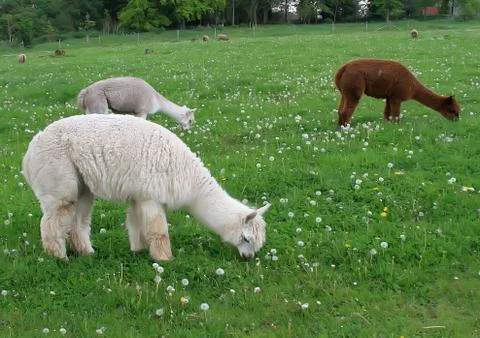 Alpacas Grazing Stock Photos