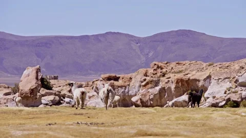 Alpacas grazing in a plain with some rocks and mountains Video stock 238628676