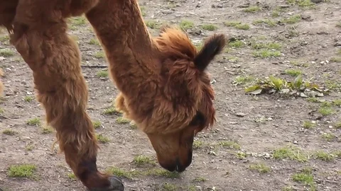 Alpacas grazing, zoom in to tracking close-up Stock Footage 79875632