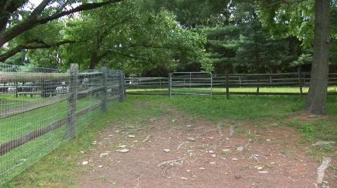 Alpacas head to pasture Stock Footage 97962