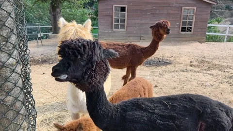 Alpacas interact near their barn at a farm in the afternoon light Video stock 342814966