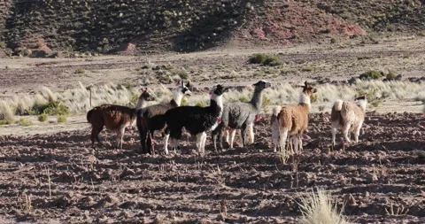 Alpacas &amp; llamas in Bolivia Stock Footage 202194066