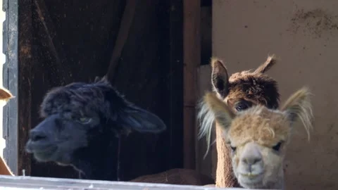 Alpacas Looking Out From Outdoor Stable Window, Wool Farm scene, Medium Stock Footage 212380910