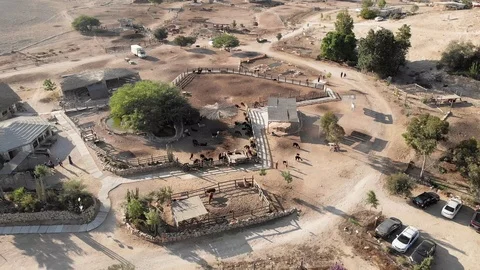 Alpacas in the middle of desert Stock Footage 115986269