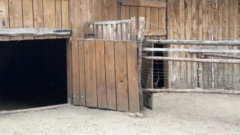 Alpacas in Mini Zoo in Pulutsk Stock Footage 280546683