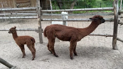 Alpacas in Mini Zoo in Pulutsk Video stock 280546686