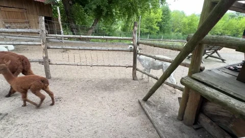 Alpacas in Mini Zoo in Pulutsk Video stock 280546817
