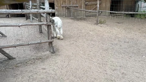 Alpacas in Mini Zoo in Pulutsk Video stock 280546852