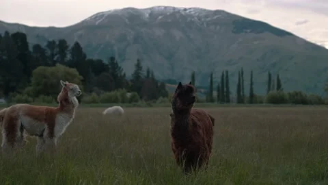 Alpacas in a Mountain Field Stock Footage 140610988