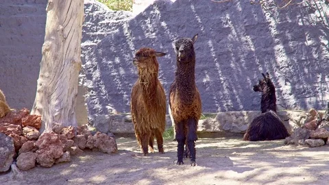 Alpacas in Peruvian Highlands Stock Footage 85393219