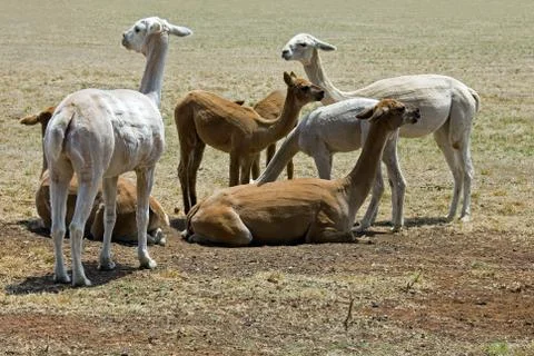 Alpacas Stock Photos
