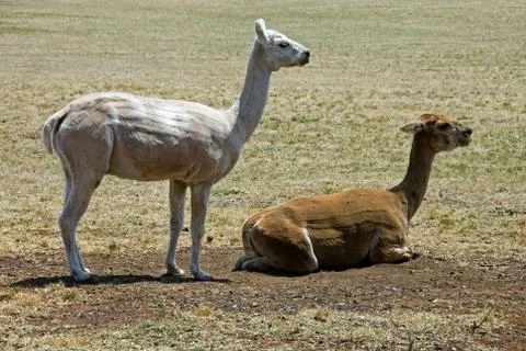 Alpacas Stock Photos